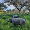 Porcs ibériques élevés en liberté dans la Dehesa de Estrémadure, nourris aux glands.